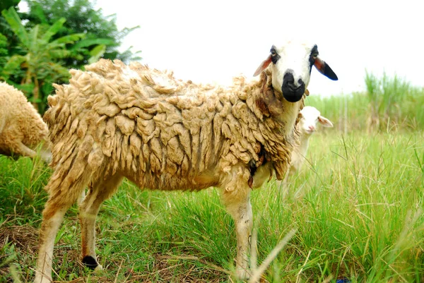 在绿地放羊 — 图库照片