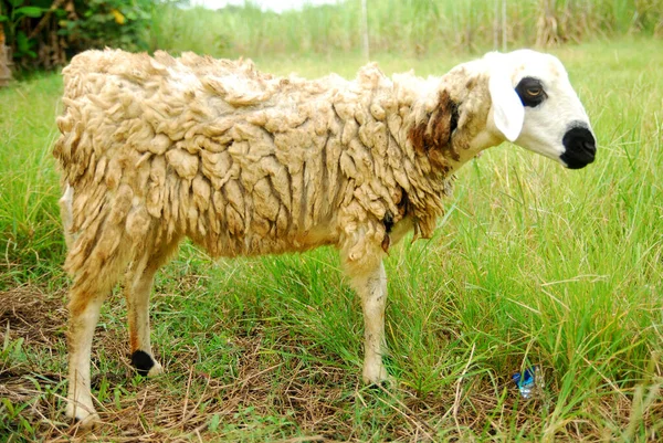 Close Image One Sheep Rural Field — Φωτογραφία Αρχείου
