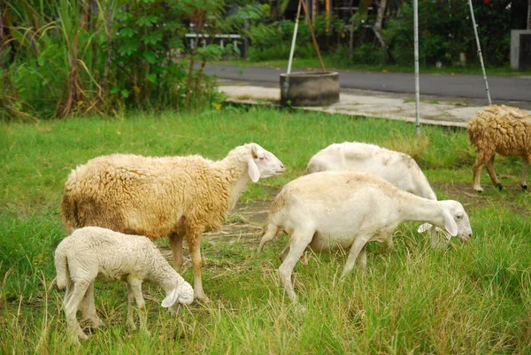 Pâturage Des Moutons Dans Prairie Verte — Photo