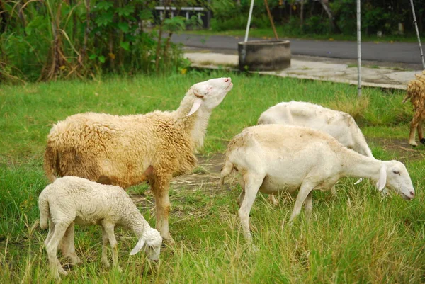 Pastoreio Ovinos Prado Verde — Fotografia de Stock