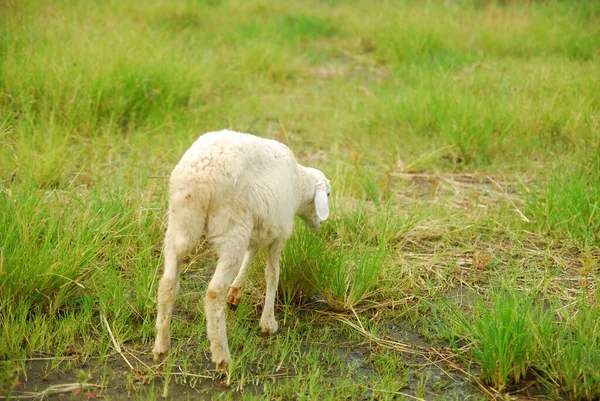 Close Image One Sheep Rural Field — Stok fotoğraf