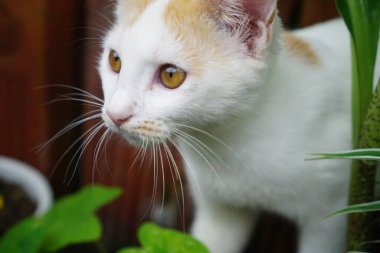 Şirin kızıl ve yeşil yapraklı beyaz kedi.