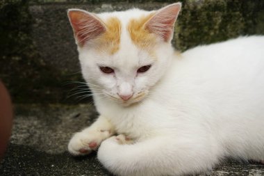 Zencefil ve beyaz kedi yakın çekim