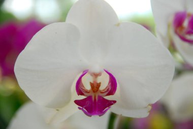 Bahçede çiçek açan güzel orkideleri kapatın.