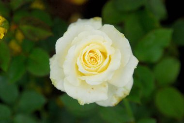 Beyaz gül çiçeğinin yakın plan çekimi.