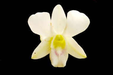 Bahçede çiçek açan güzel orkideleri kapatın.