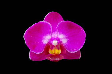 Bahçede çiçek açan güzel orkideleri kapatın.