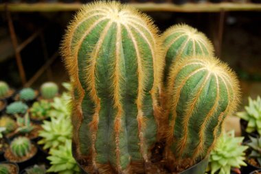 Tencerelerde güzel minik kaktüsler. 