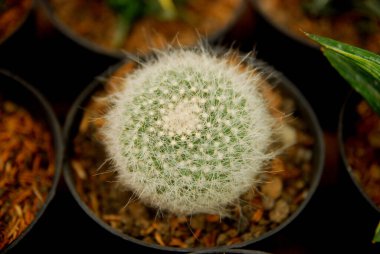 Tencerelerde güzel minik kaktüsler. 