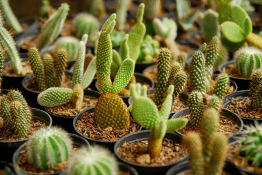 Tencerelerde güzel minik kaktüsler. 