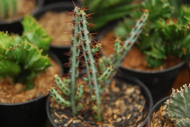 Tencerelerde güzel minik kaktüsler. 