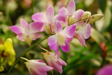 Bahçede çiçek açan güzel orkideleri kapatın.