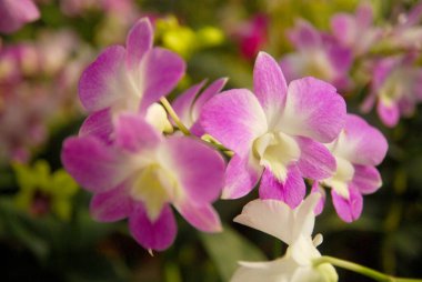 Bahçede çiçek açan güzel orkideleri kapatın.