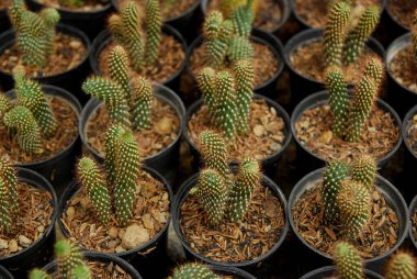 Tencerelerde güzel minik kaktüsler. 