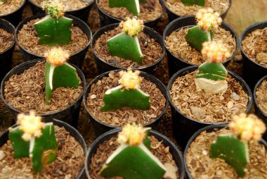 Tencerelerde güzel minik kaktüsler. 