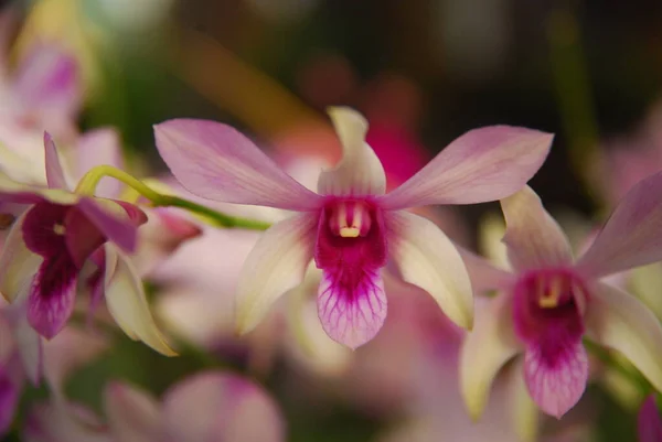 Close Belas Orquídeas Florescendo Jardim Imagens De Bancos De Imagens Sem Royalties