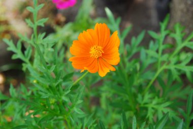 Yeşillikle portakal çiçeğini yakın plan çek.