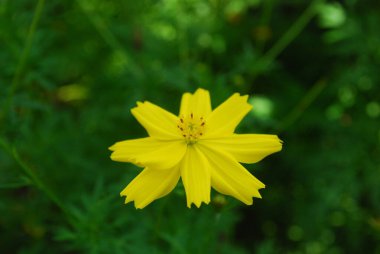 Yeşil çiçekli sarı çiçeğin yakın plan çekimi