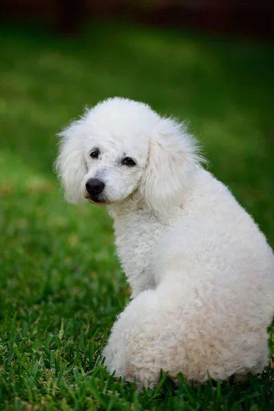 White poodle sit backward — Stock Photo, Image