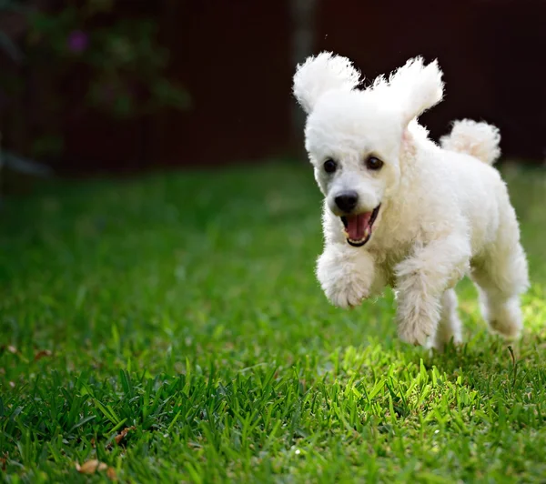 Miniature poodle Stock Photos, Royalty Free Miniature poodle Images