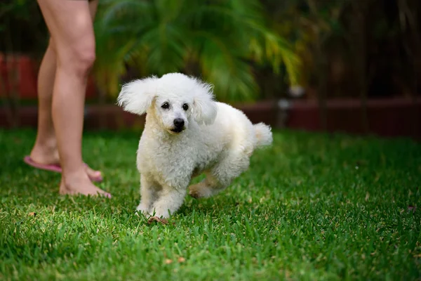 Caniche courir sur l'herbe — Photo