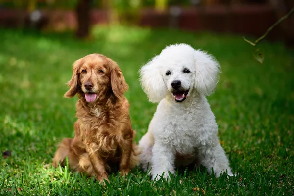 Caniche et cocker épagneul — Photo