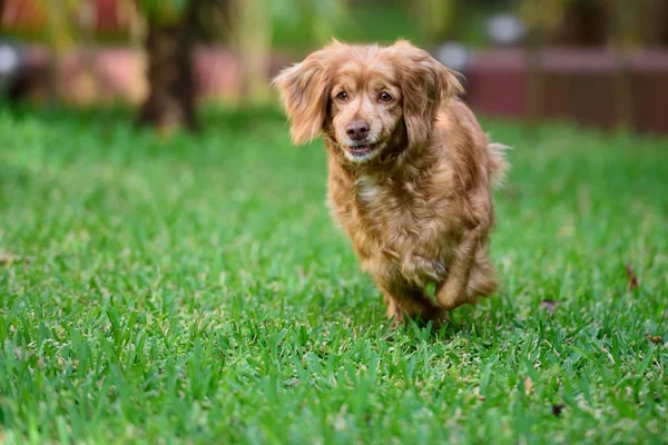 Course de chien dans le parc — Photo