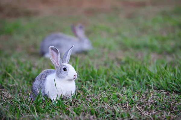 兔躺在绿色的草坪上 — 图库照片