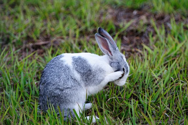 Rabbit wash face — Stock Photo, Image