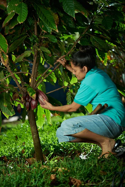 Женщина принимает капсулы какао — стоковое фото