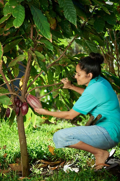 Фермер тримає какао стручок — стокове фото