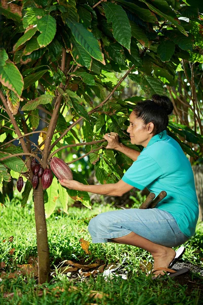 Agricultor com vagem de cacau — Fotografia de Stock