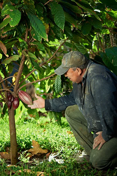 Granjero comprobando vaina de cacao — Foto de Stock