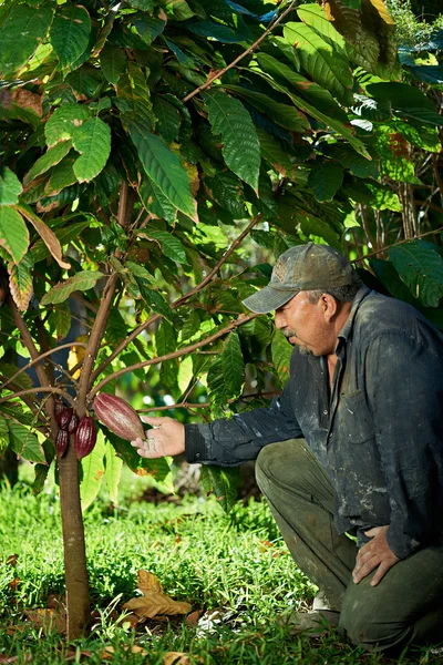 Фермер хочет сократить капсулу какао — стоковое фото