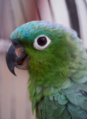 Yeşil papağan kafes içinde