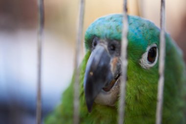 Yeşil papağan kafes içinde