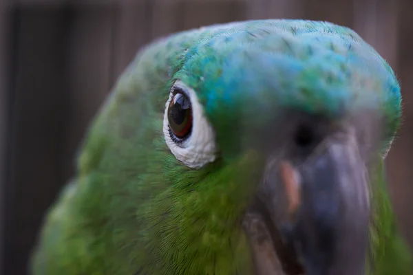 Zöld papagáj portréja — Stock Fotó