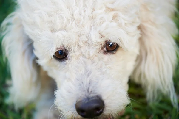 Gros plan de caniche blanche — Photo