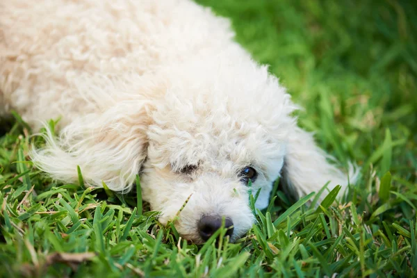 Poodle branco dormir na grama — Fotografia de Stock