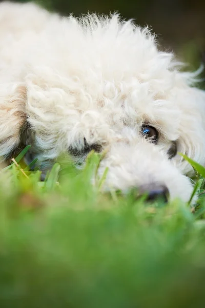 Cão bonito deitado — Fotografia de Stock