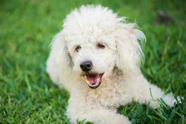 Blanco perro jugando — Foto de Stock