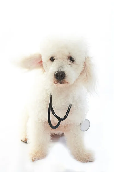 Biały pies jako lekarz — Zdjęcie stockowe