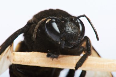 bumblebee makro portresi