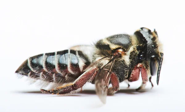 Close-up van zwarte wasp — Stockfoto