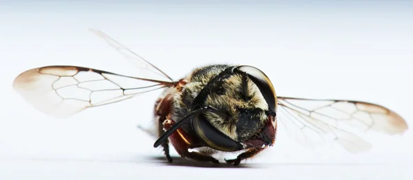 Zwarte wasp geïsoleerd — Stockfoto