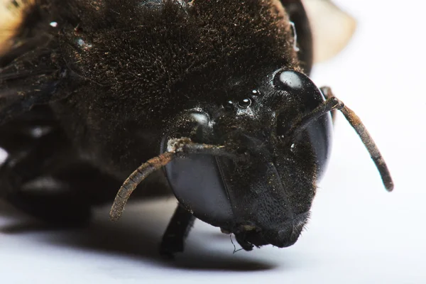 Close-up van oude hommel — Stockfoto