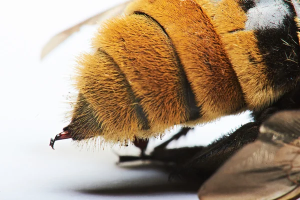 Macro of bumblebee sting — Stock Photo, Image