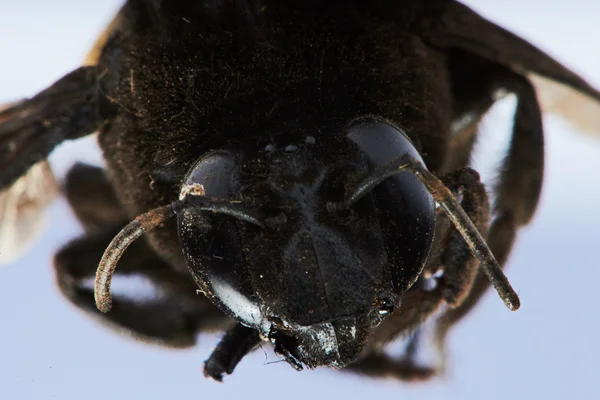 Portret van hommel — Stockfoto