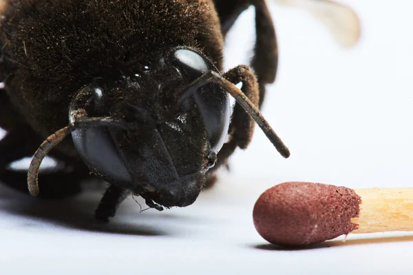 Hoofd van de hommel en match — Stockfoto