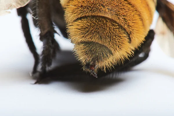 Close-up van hommels bijensteek — Stockfoto